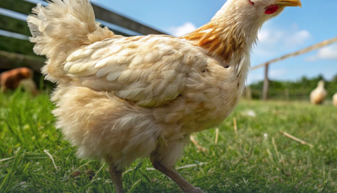 Благополуччя бройлерів від А до Я: що змінилось з 1 січня 2026 року