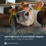 Від ферми до споживача: чому ідентифікація тварин має значення