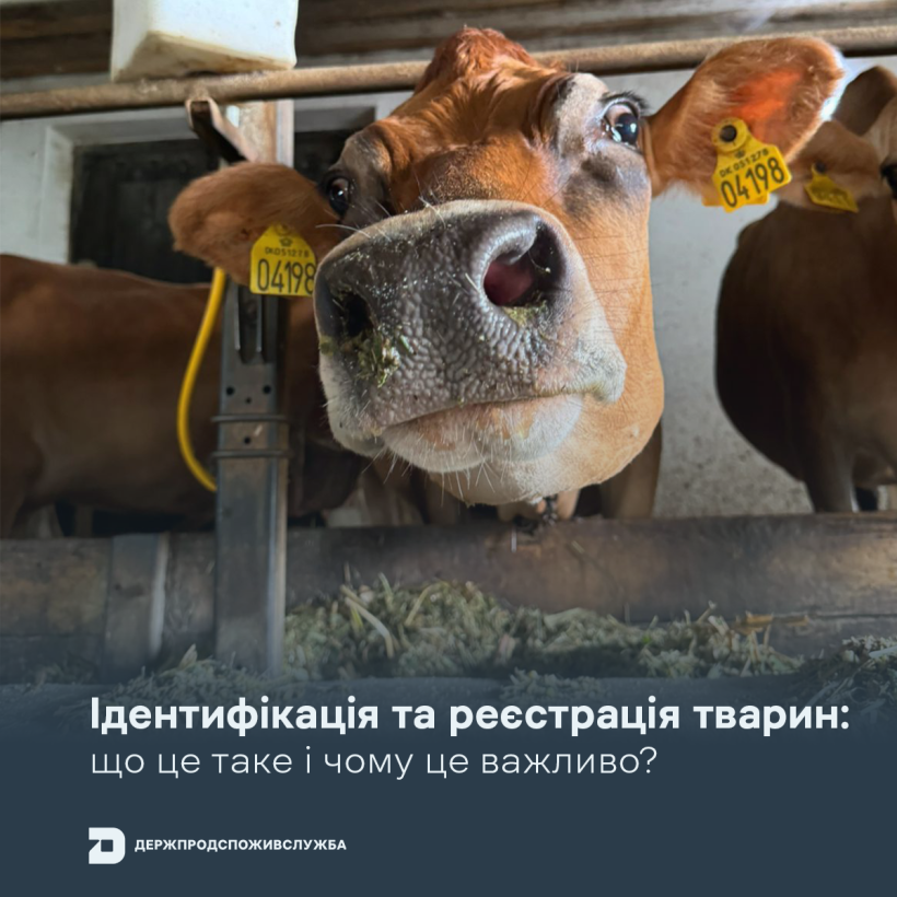Від ферми до споживача: чому ідентифікація тварин має значення