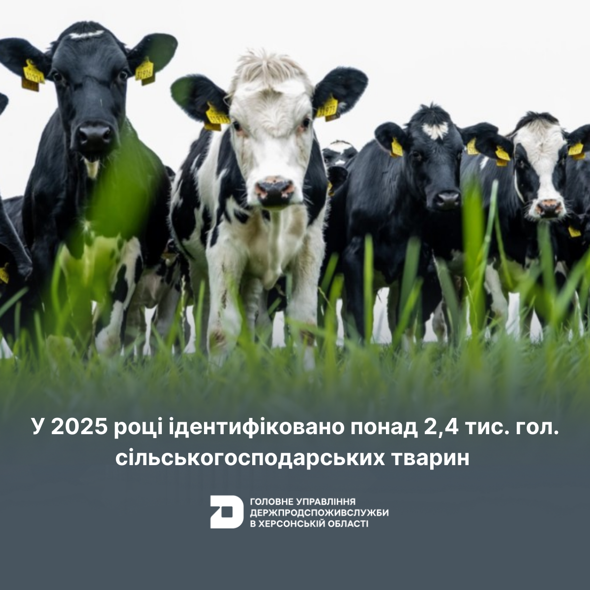На Херсонщині понад 2,4 тис. голів сільськогосподарських тварин ідентифіковано у 2025 році