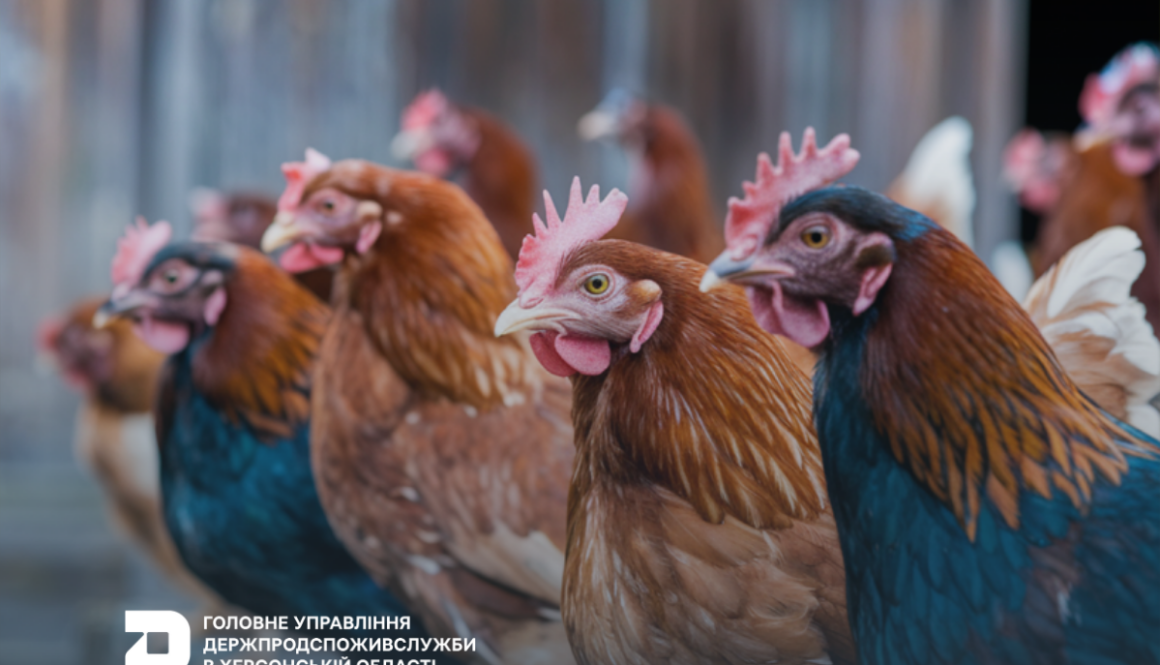 Спростовуємо інформацію щодо загибелі птиці на території Чорнобаївської громади