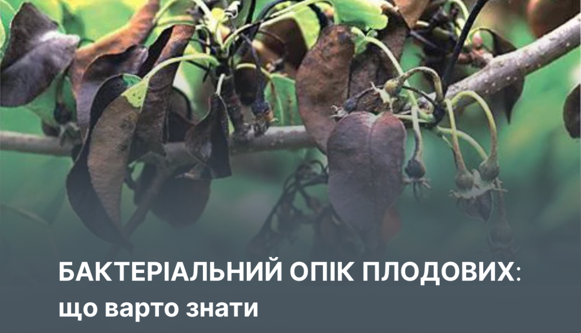 Бактеріальний опік плодових: що варто знати