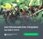 Бактеріальний опік плодових: що варто знати