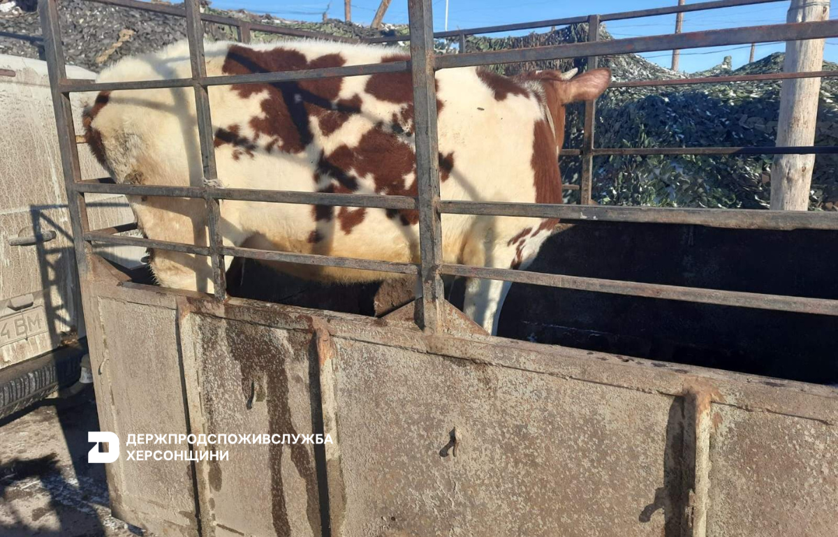 Держпродспоживслужба Херсонщини: контроль за переміщенням тварин на підконтрольній території