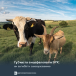 Губчаста енцефалопатія ВРХ: як запобігти захворюванню