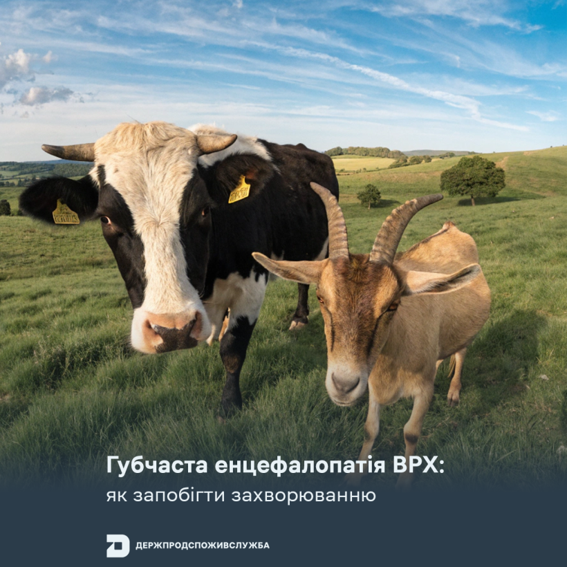 Губчаста енцефалопатія ВРХ: як запобігти захворюванню