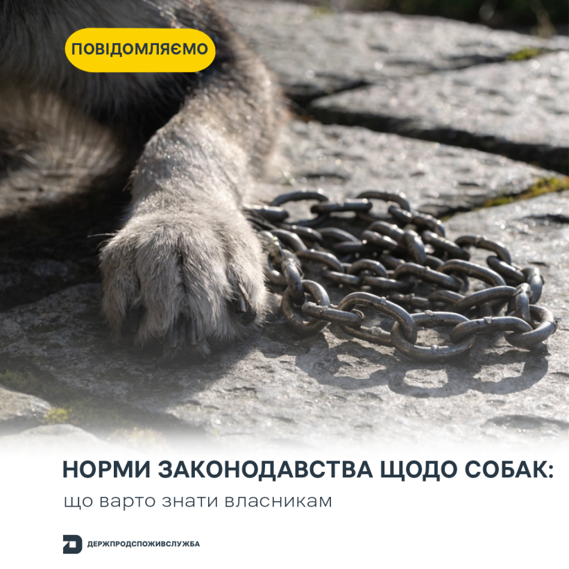 Норми законодавства щодо собак: що варто знати власникам