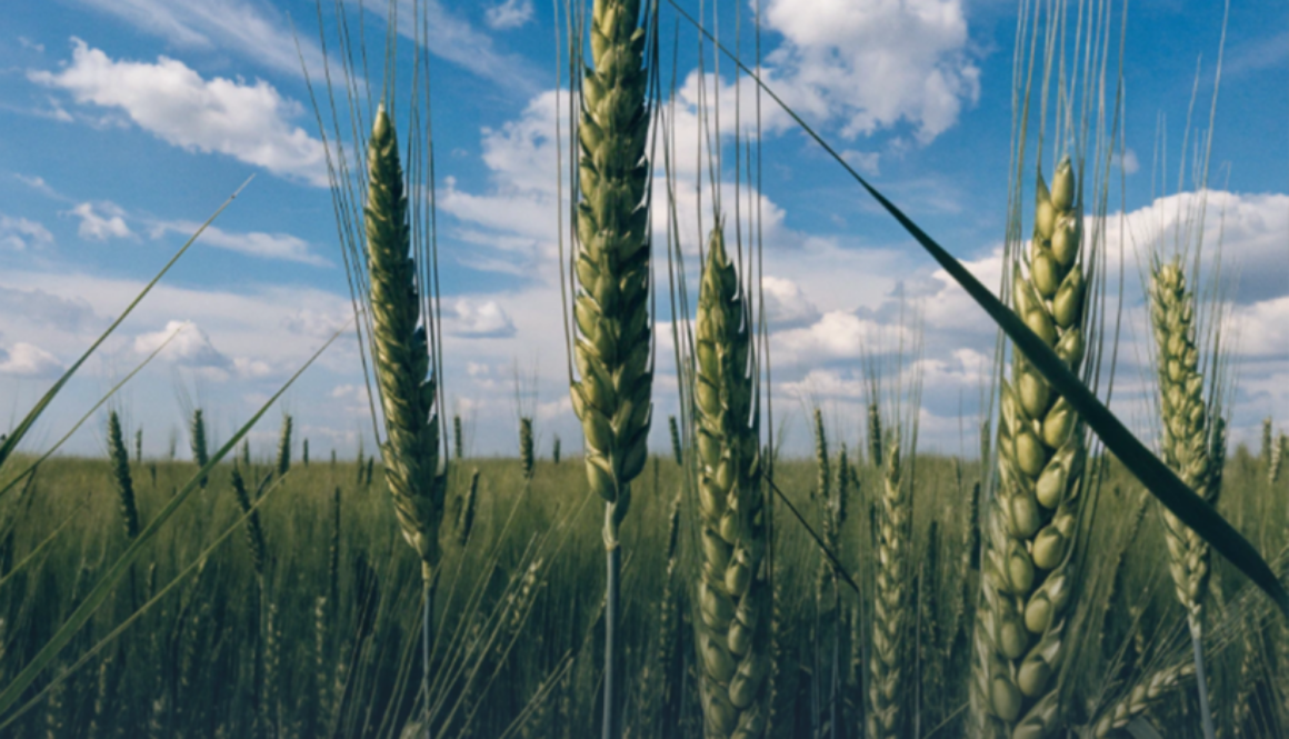 Підтвердження якості насіння: практичні поради суб’єктам господарювання