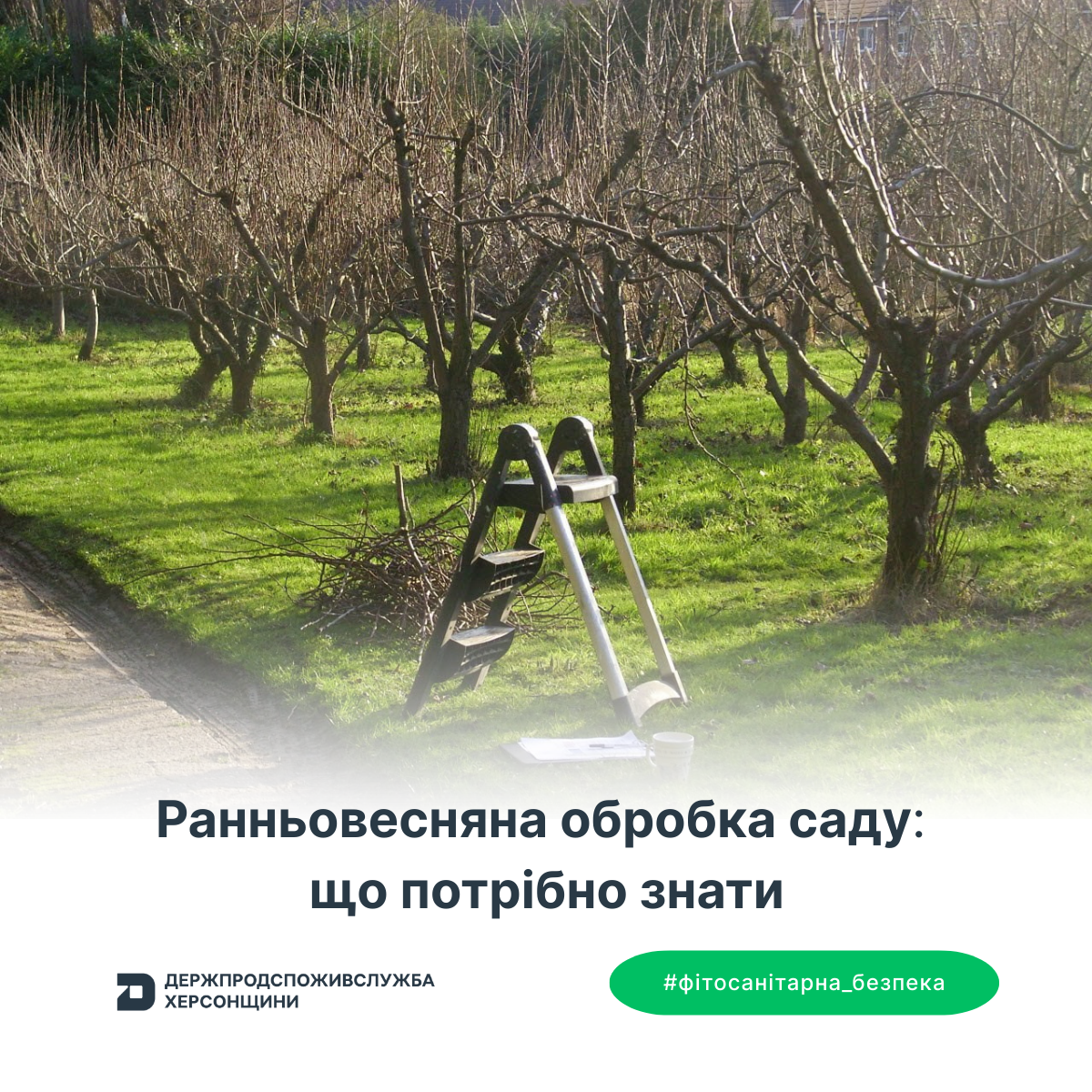 Ранньовесняна обробка саду: що потрібно знати