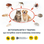 Ектопаразити у тварин: що потрібно знати кожному власнику