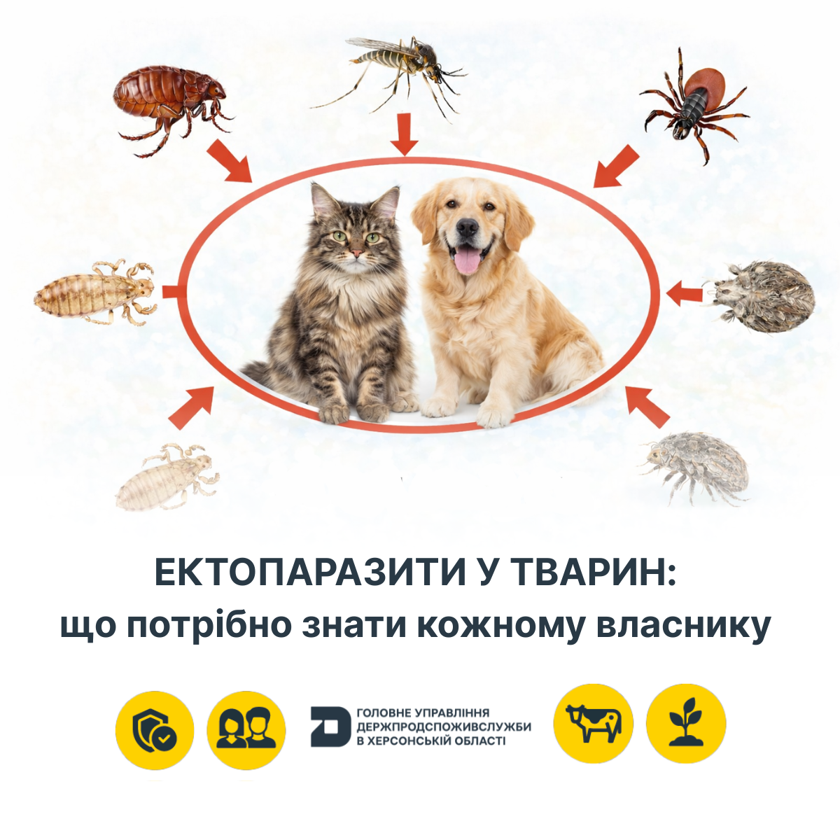 Ектопаразити у тварин: що потрібно знати кожному власнику