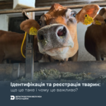 Від ферми до споживача: чому ідентифікація тварин має значення