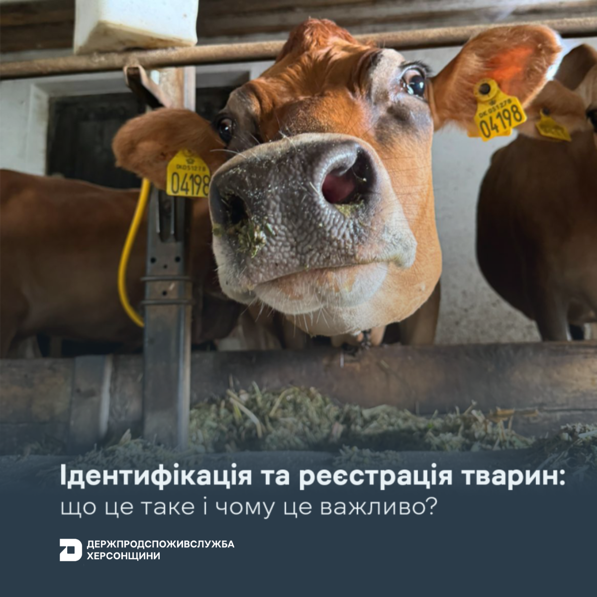 Від ферми до споживача: чому ідентифікація тварин має значення