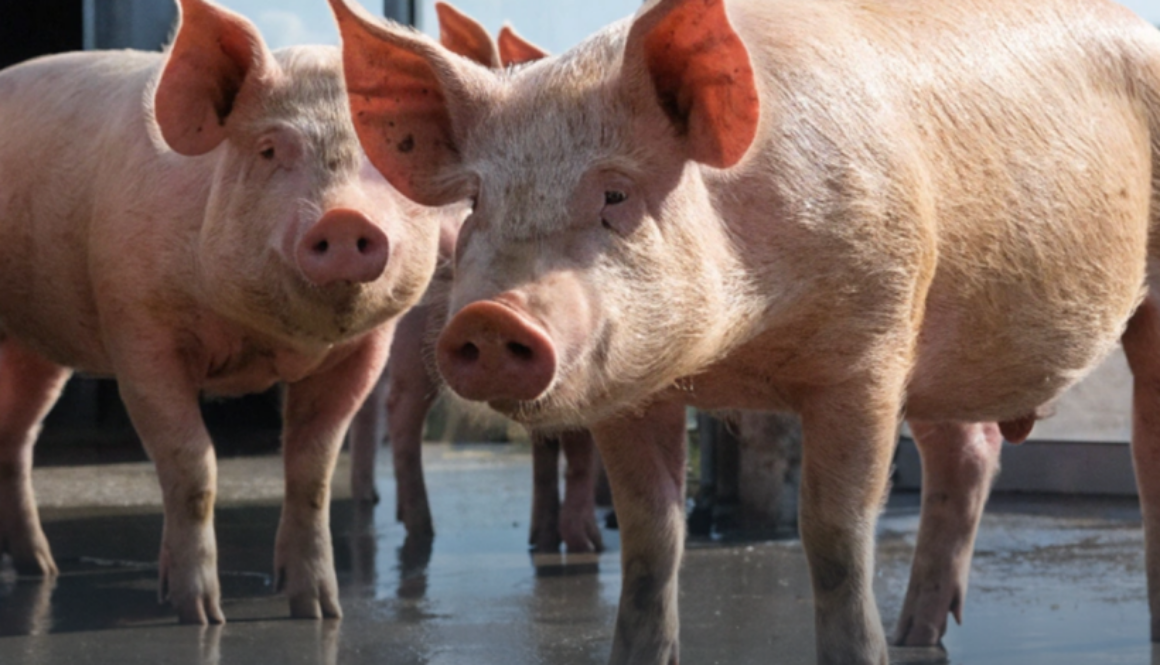 АЧС: основні ознаки хвороби