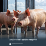 АЧС: основні ознаки хвороби