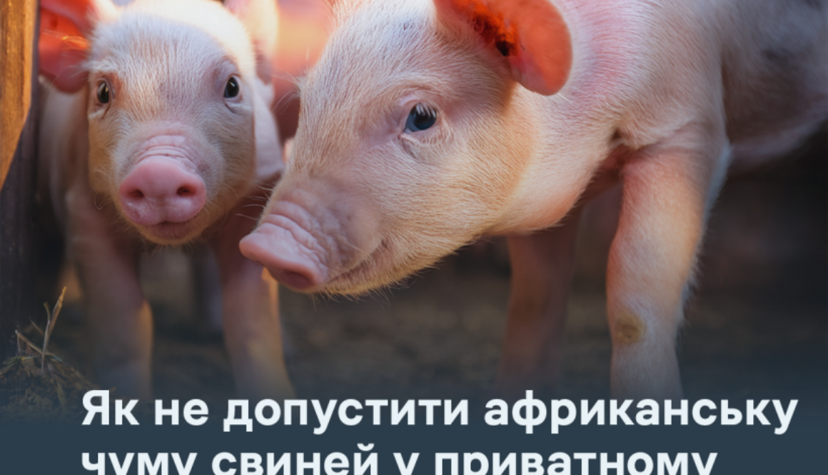 Як не допустити африканську чуму свиней у приватному господарстві