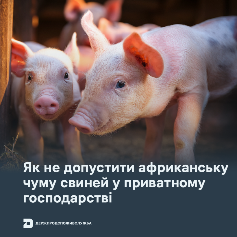 Як не допустити африканську чуму свиней у приватному господарстві