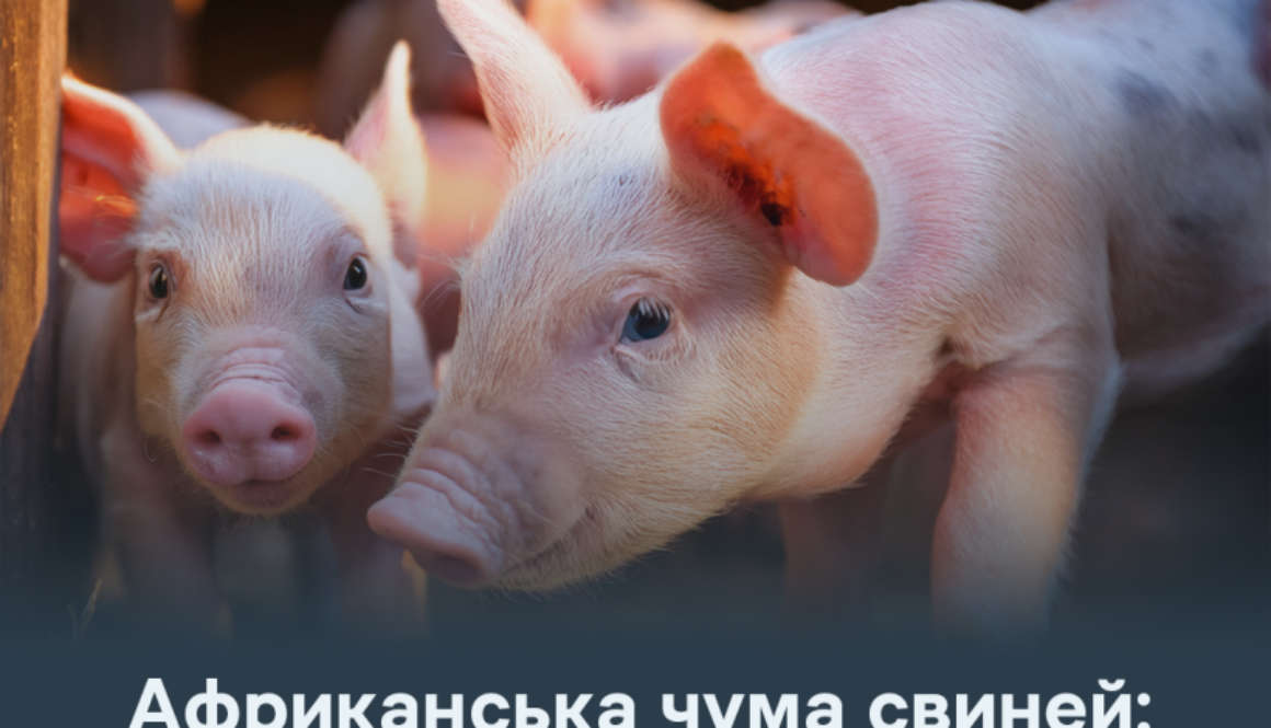 Африканська чума свиней: порядок дій у разі підозри у свиногосподарстві