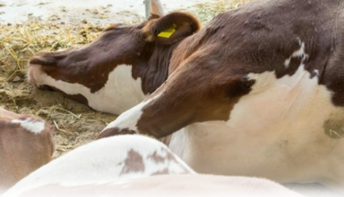 Офіційна позиція Держпродспоживслужби: ситуація в рф має ознаки підвищеного ризику поширення ящуру