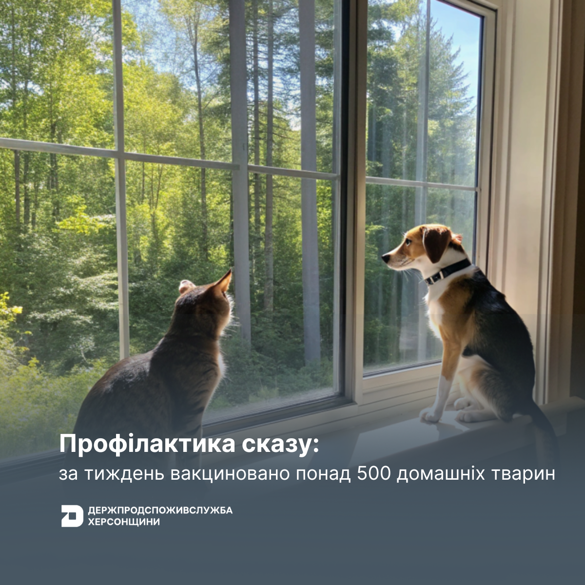 Профілактика сказу: за тиждень вакциновано понад 500 домашніх тварин