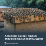Алгоритм дій при підозрі отруєння бджіл пестицидами