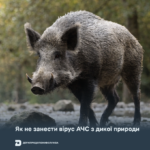 Як не занести вірус АЧС з дикої природи