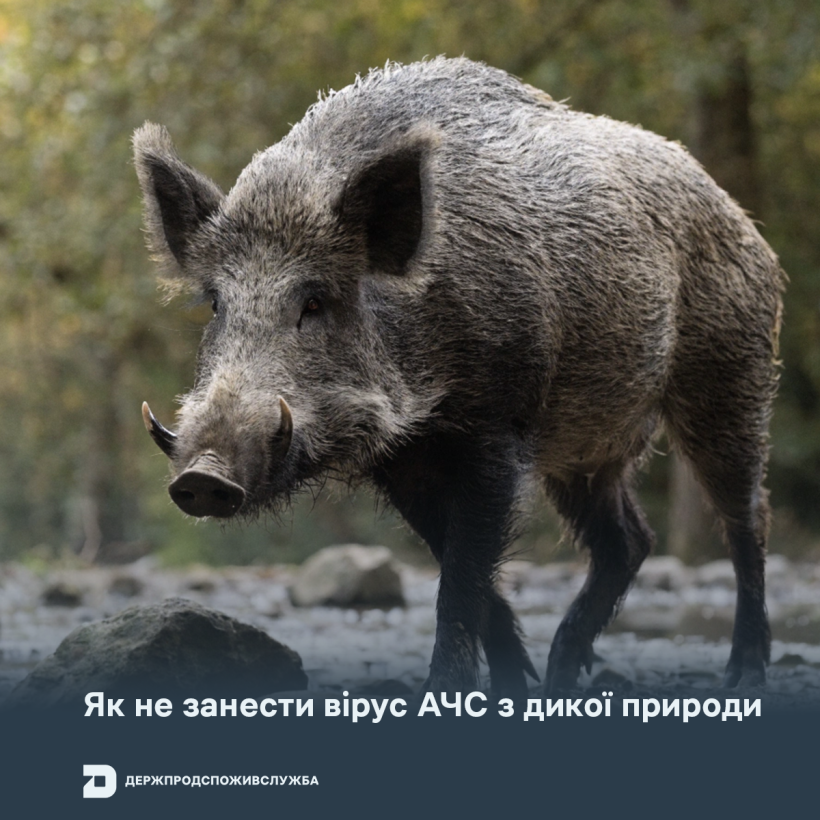 Як не занести вірус АЧС з дикої природи