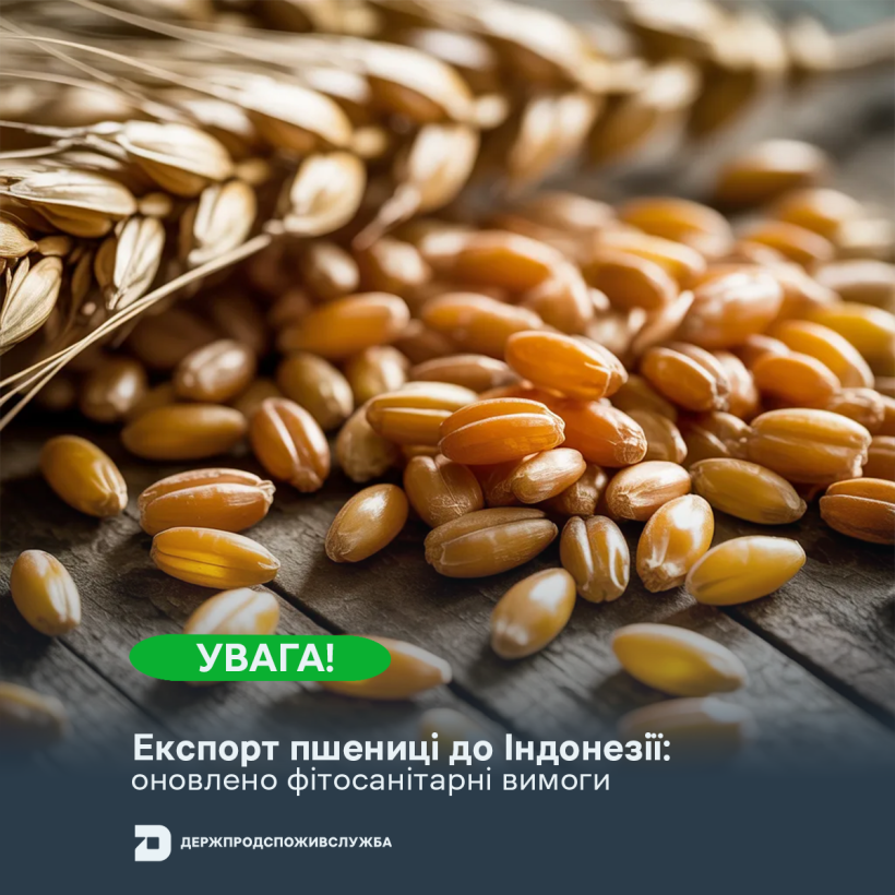 УВАГА! Експорт пшениці до Індонезії: оновлено фітосанітарні вимоги