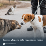 Сказ: як уберегти себе та домашніх тварин
