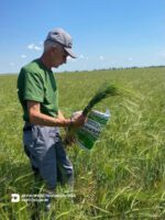 Курс на експорт до КНР: фітосанітарне обстеження посівів ячменю