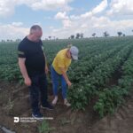 Фітосанітарний моніторинг: результати обстежень посівів картоплі та гороху