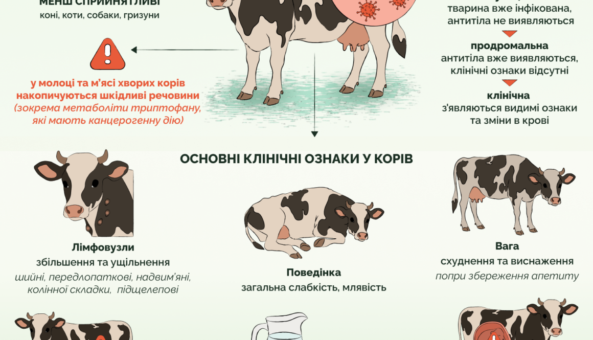 Лейкоз ВРХ: що варто знати власникам господарств