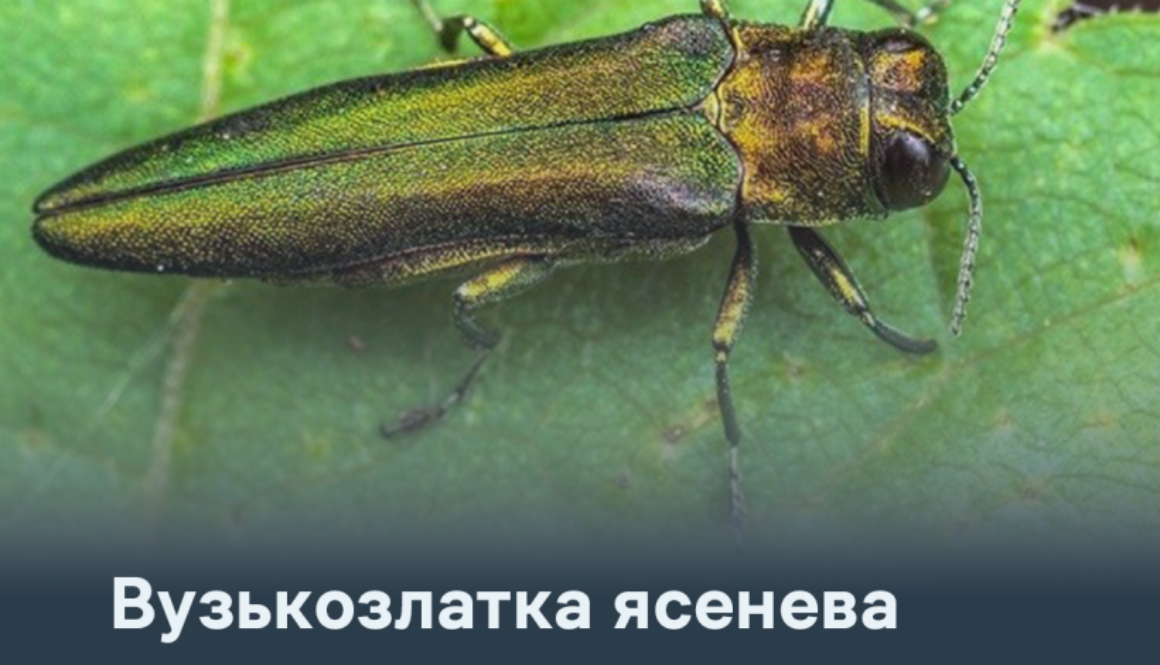 Вузькозлатка ясенева: небезпечний карантинний шкідник ясеневих насаджень