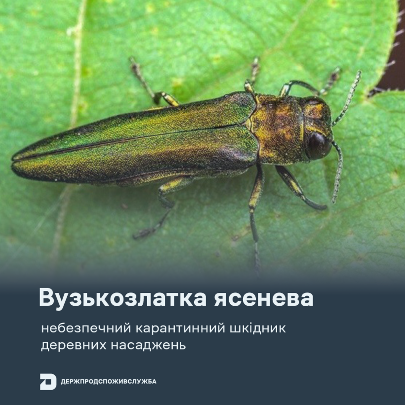 Вузькозлатка ясенева: небезпечний карантинний шкідник ясеневих насаджень