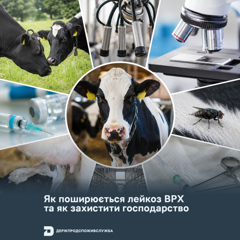 Як поширюється лейкоз ВРХ та як захистити господарство