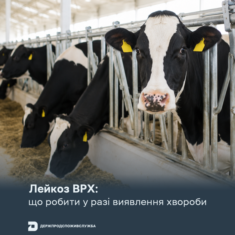Лейкоз ВРХ: що робити у разі виявлення хвороби