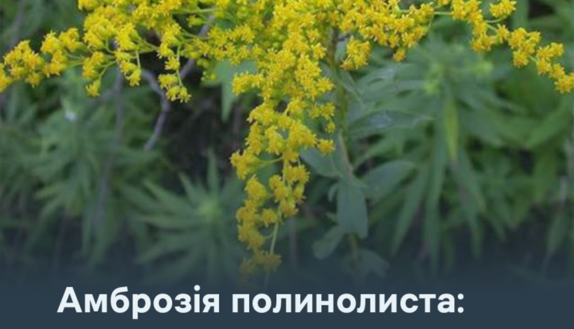 Амброзія полинолиста: не допустити поширення небезпечного карантинного бур’яну