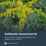 Амброзія полинолиста: не допустити поширення небезпечного карантинного бур’яну