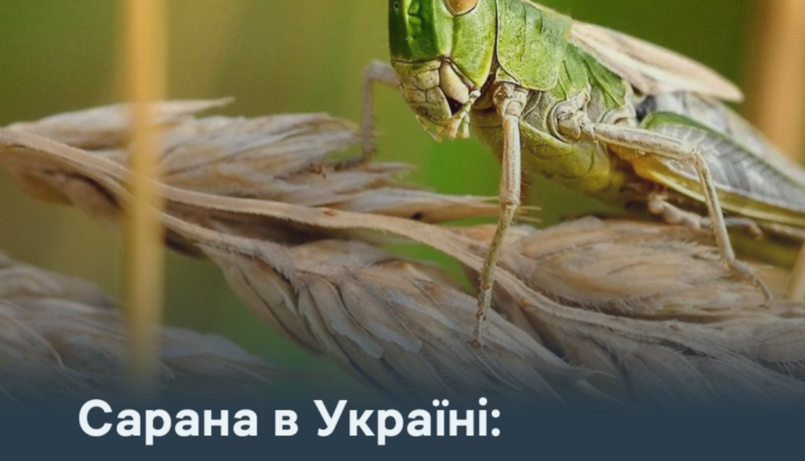 Сарана в Україні: коли вона справді становить загрозу та як захистити посіви