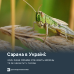 Сарана в Україні: коли вона справді становить загрозу та як захистити посіви