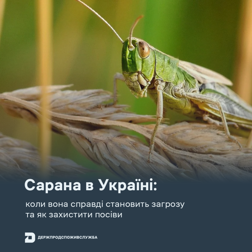 Сарана в Україні: коли вона справді становить загрозу та як захистити посіви