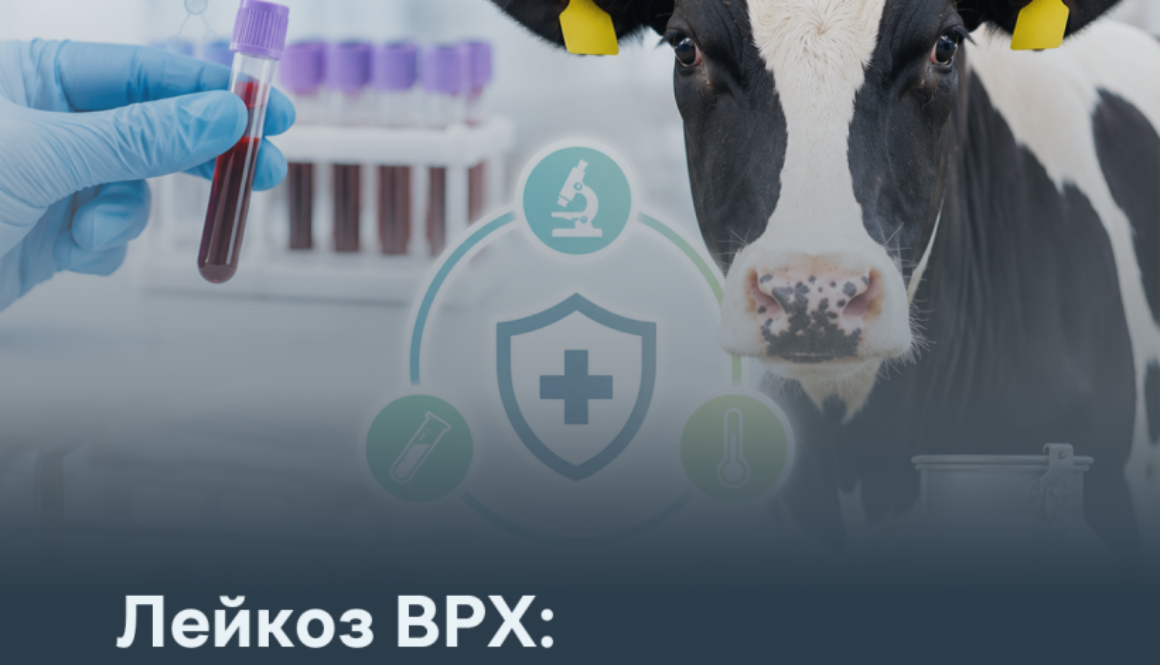 Лейкоз ВРХ: поводження з інфікованими тваринами