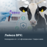 Лейкоз ВРХ: поводження з інфікованими тваринами
