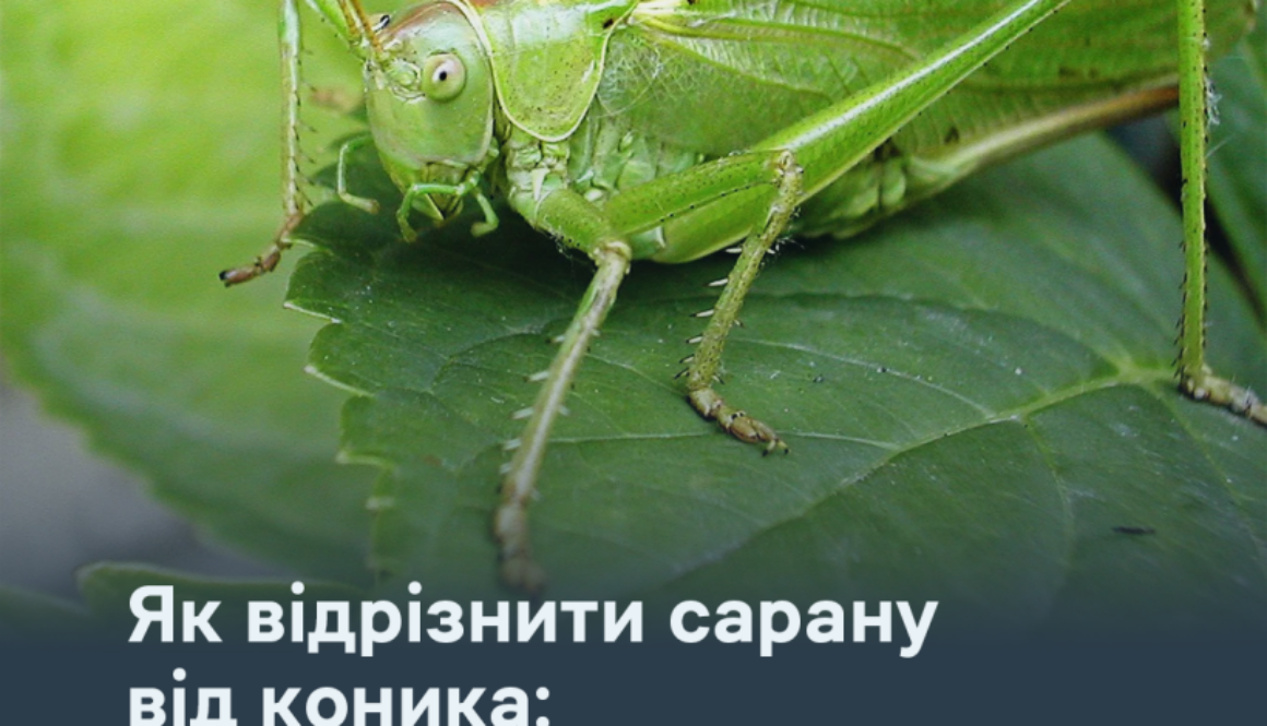 Як відрізнити сарану від коника: прості ознаки для розпізнавання