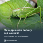 Як відрізнити сарану від коника: прості ознаки для розпізнавання