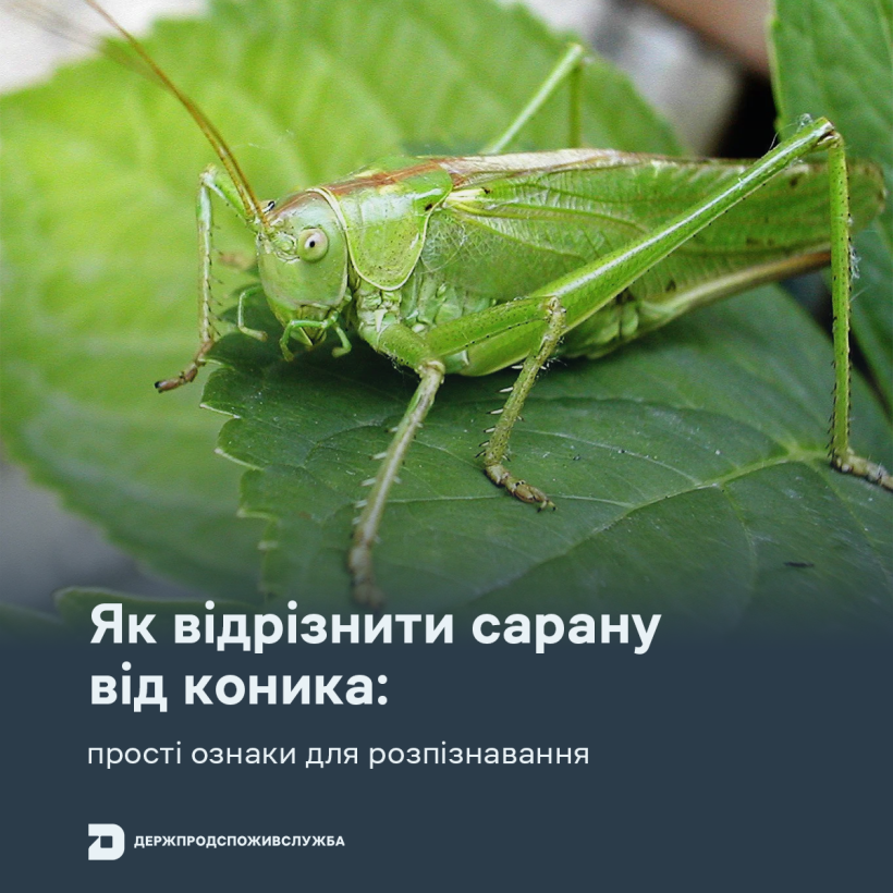 Як відрізнити сарану від коника: прості ознаки для розпізнавання