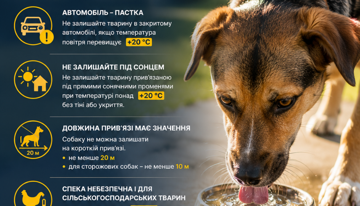 Відповідальність починається з турботи: як захистити тварин у спеку