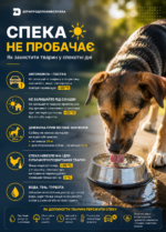 Відповідальність починається з турботи: як захистити тварин у спеку