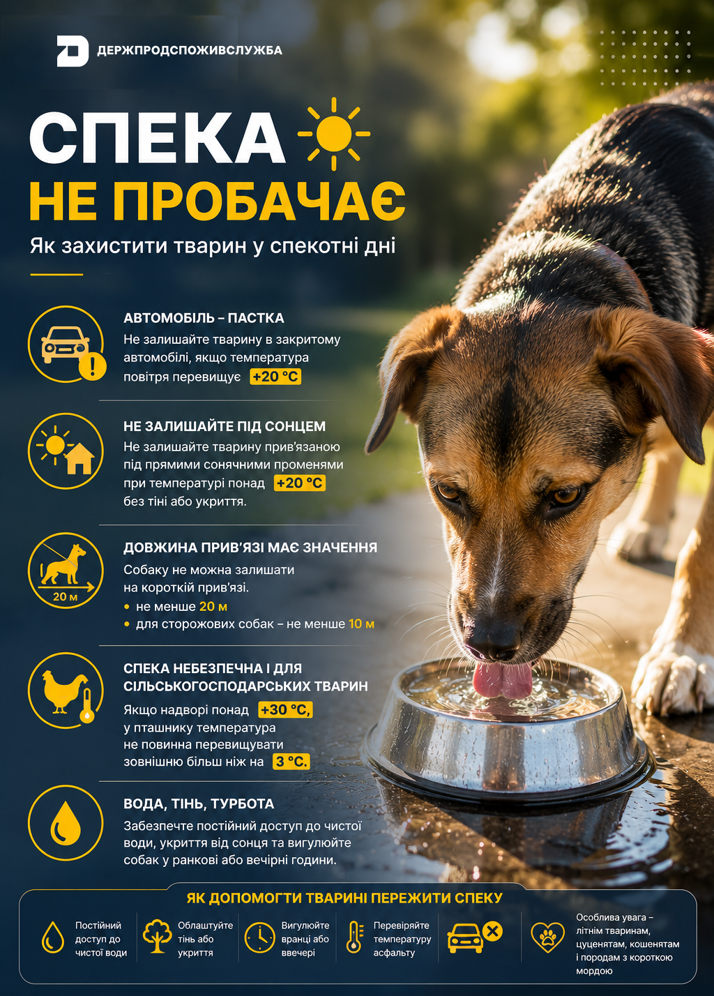 Відповідальність починається з турботи: як захистити тварин у спеку