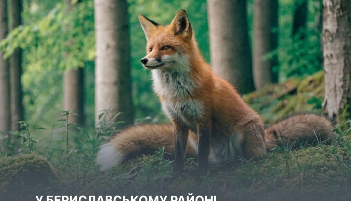 У Бериславському районі запроваджено карантинні обмеження через сказ лисиці
